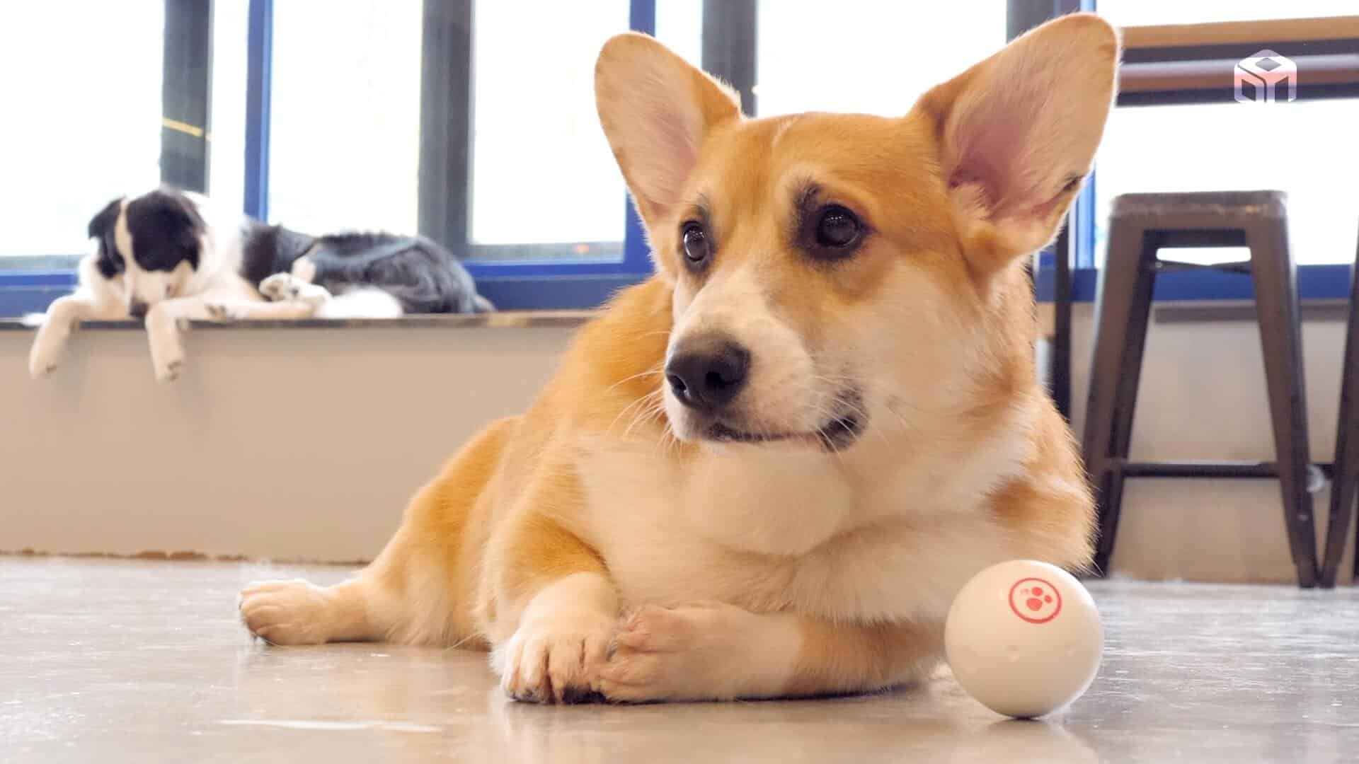 犬猫が遊べるaiおもちゃ 勝手に動くロボットボールがスゴイ Kickstarter 暮植譚 クレウエタン
