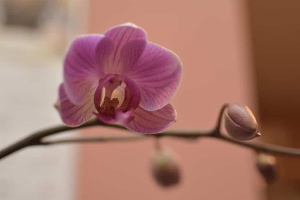 17年の胡蝶蘭 一番花が咲くまでを時系列で記録 暮植譚 クレウエタン