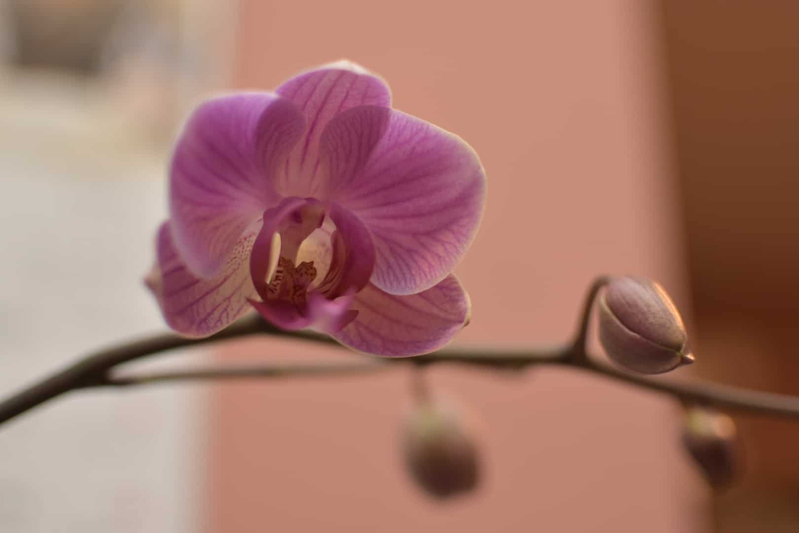 17年の胡蝶蘭 一番花が咲くまでを時系列で記録 暮植譚 クレウエタン