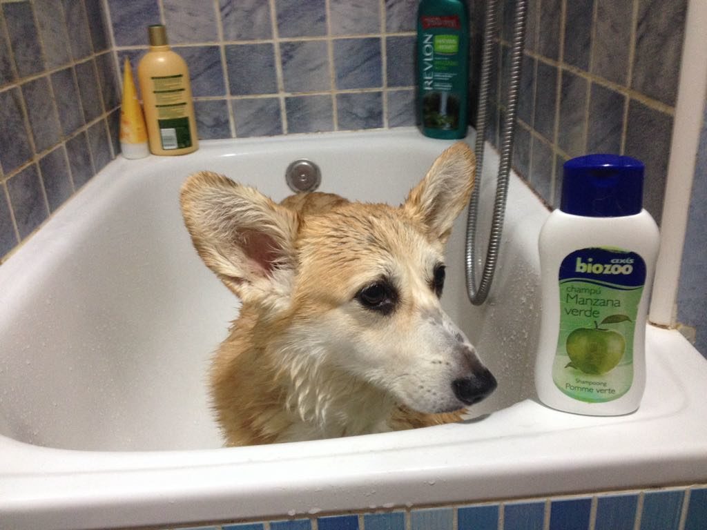 コーギー犬ネモ お風呂でシャワーを浴びる 暮植譚 クレウエタン
